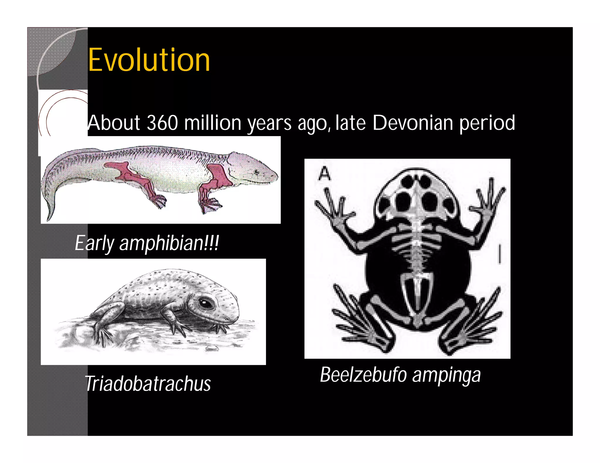 Evolution
 About 360 million years ago, late Devonian period




Early amphibian!!!




 Triadobatrachus           Beelzebufo ampinga
 