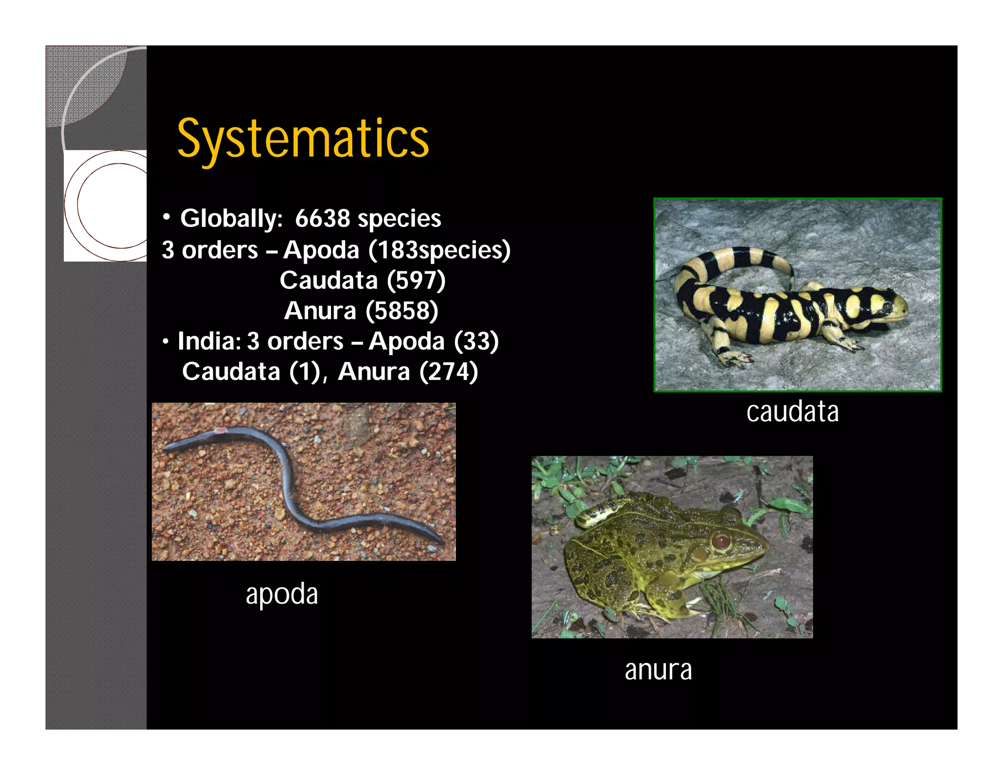 Systematics
• Globally: 6638 species
3 orders – Apoda (183species)
            Caudata (597)
            Anura (5858)
• India: 3 orders – Apoda (33)
   Caudata (1), Anura (274)
                                         caudata




       apoda

                                 anura
 