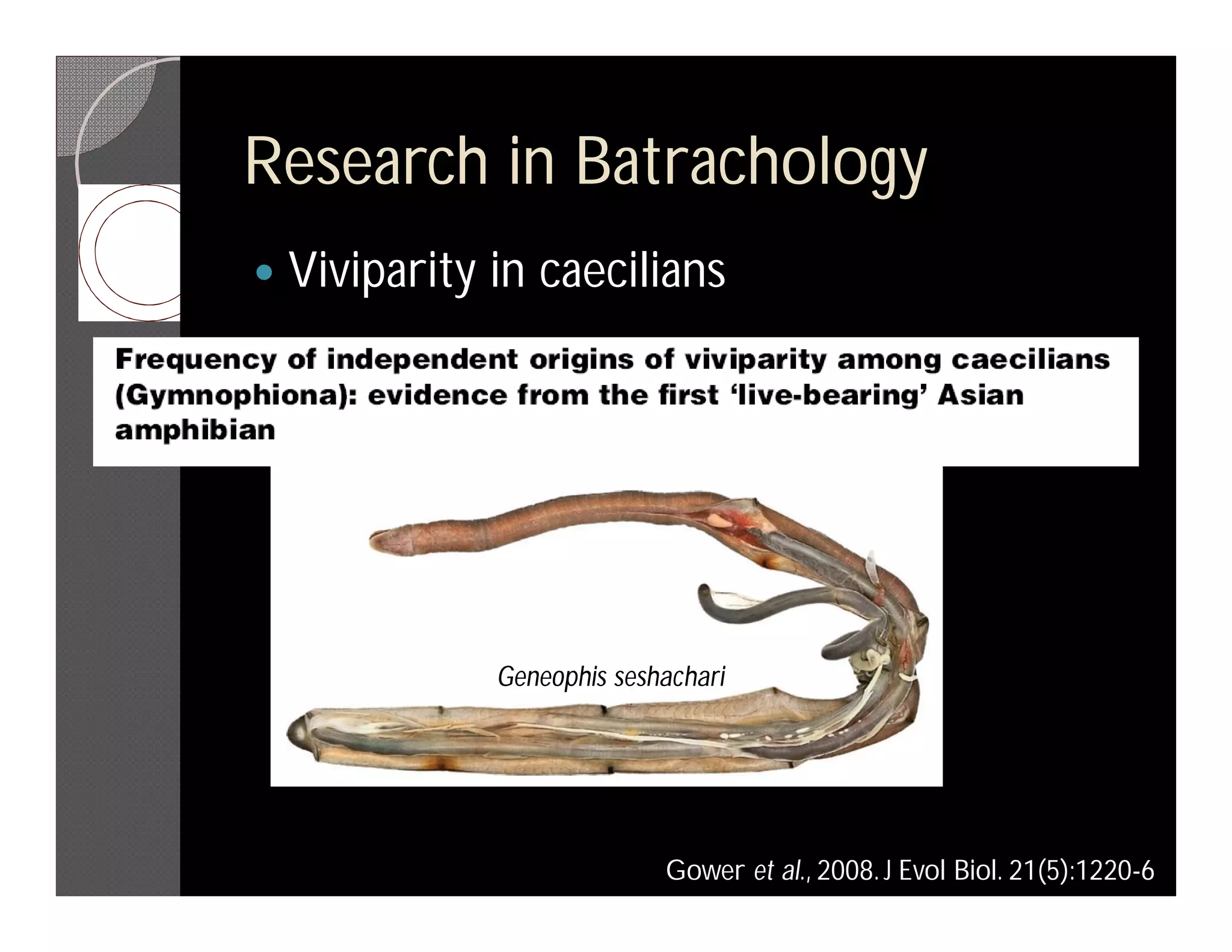 Research in Batrachology
   Viviparity in caecilians




               Geneophis seshachari




                             Gower et al., 2008. J Evol Biol. 21(5):1220-6
 