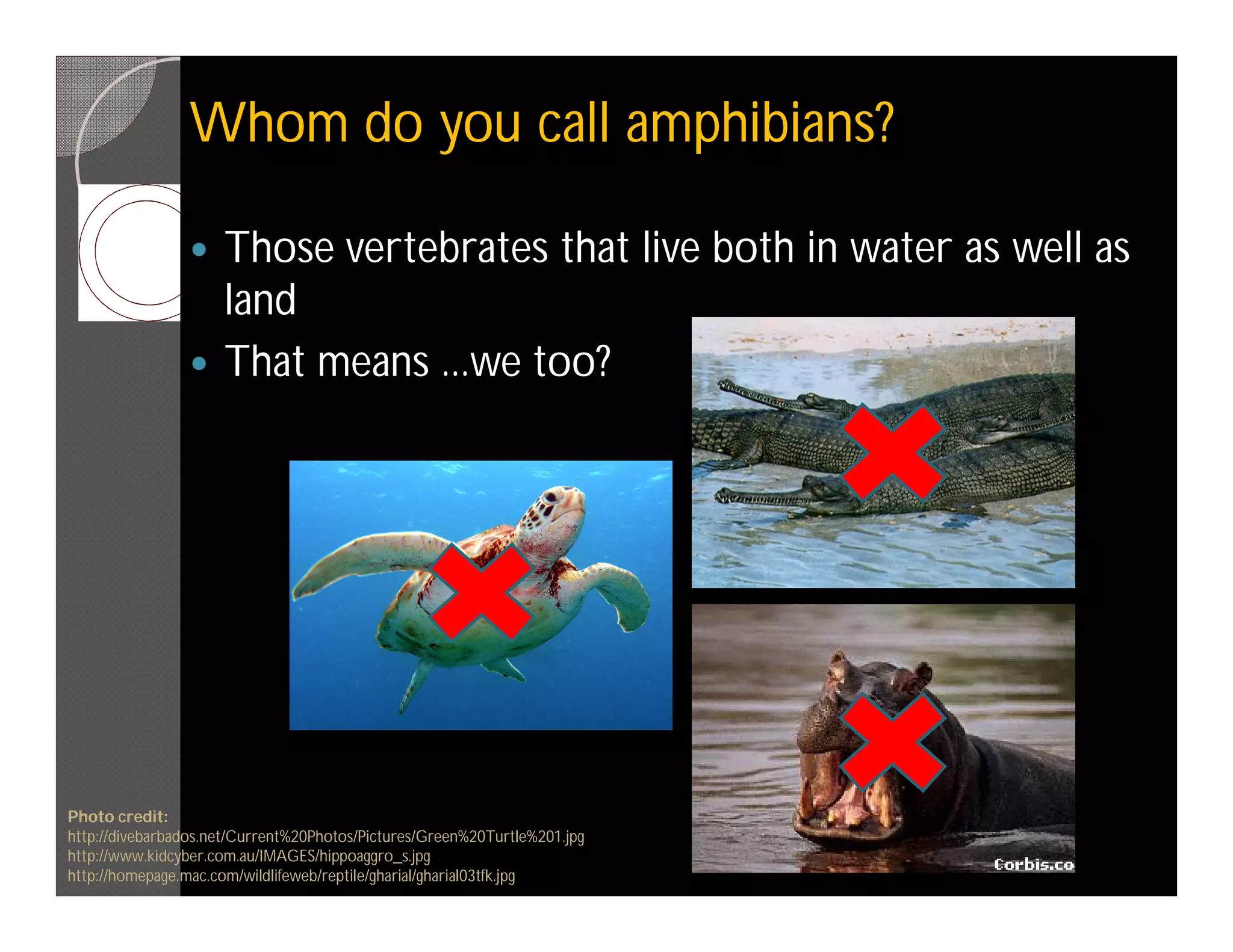 Whom do you call amphibians?

                    Those vertebrates that live both in water as well as
                     land
                    That means ...we too?




Photo credit:
http://divebarbados.net/Current%20Photos/Pictures/Green%20Turtle%201.jpg
http://www.kidcyber.com.au/IMAGES/hippoaggro_s.jpg
http://homepage.mac.com/wildlifeweb/reptile/gharial/gharial03tfk.jpg
 