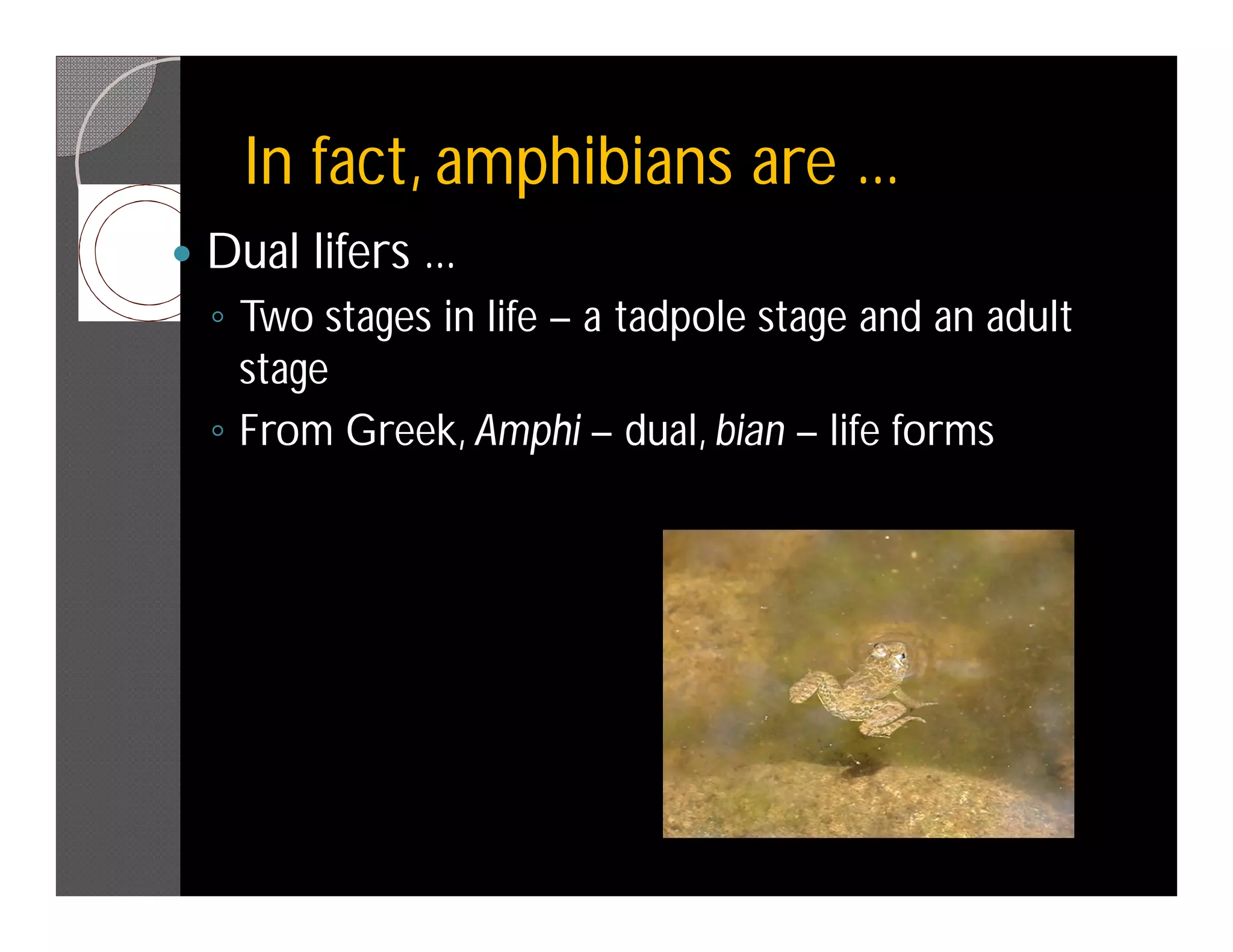 In fact, amphibians are ...
   Dual lifers ...
    ◦ Two stages in life – a tadpole stage and an adult
      stage
    ◦ From Greek, Amphi – dual, bian – life forms
 