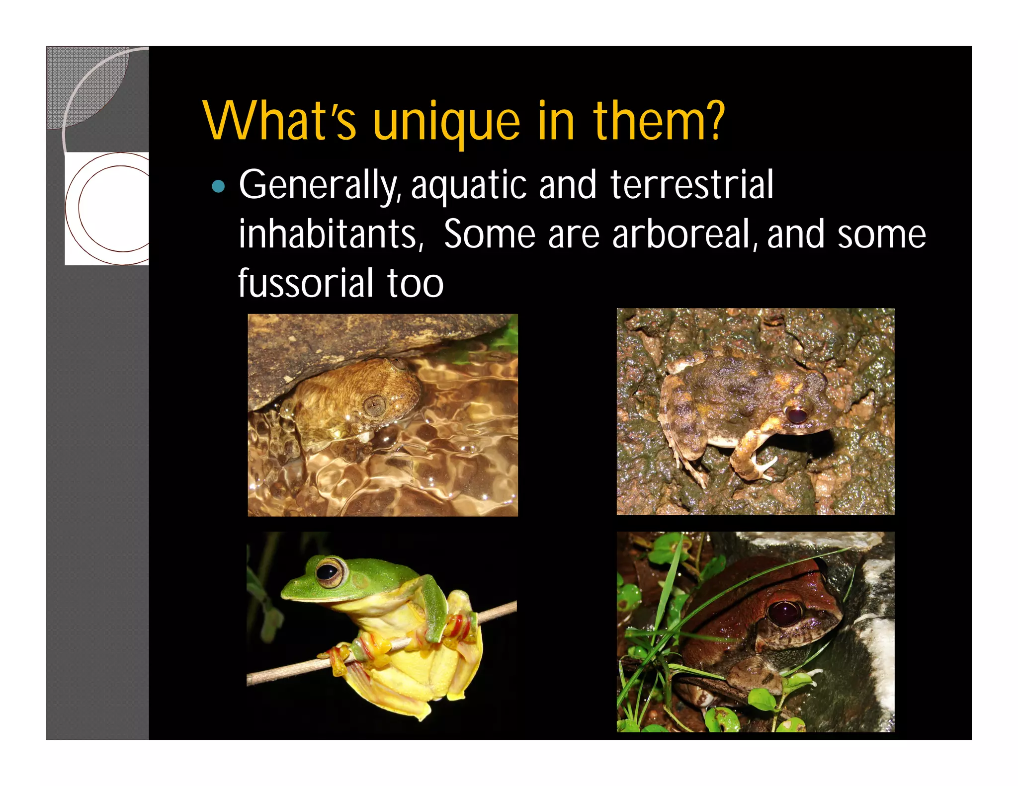What’s unique in them?
   Generally, aquatic and terrestrial
    inhabitants, Some are arboreal, and some
    fussorial too
 