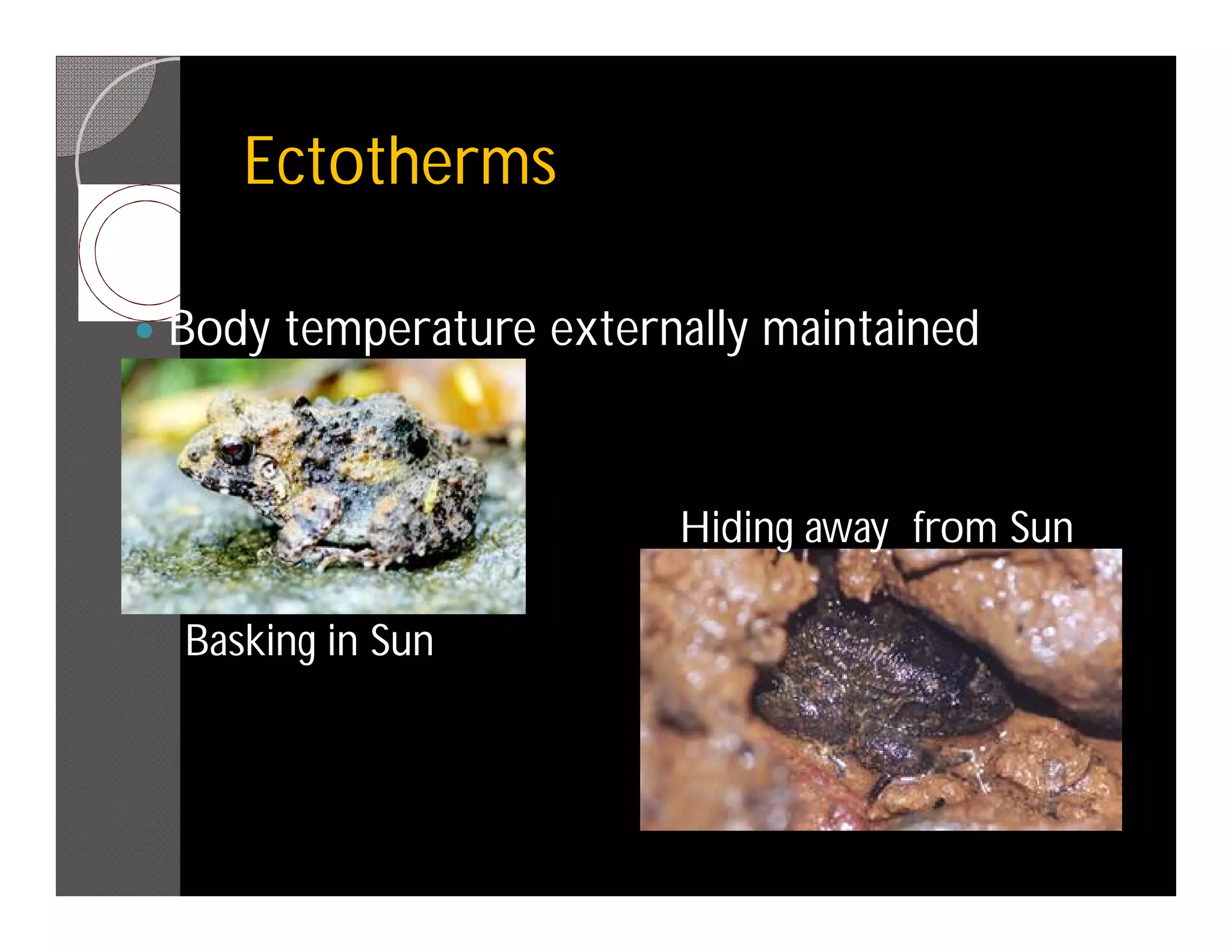 Ectotherms

   Body temperature externally maintained


                           Hiding away from Sun

    Basking in Sun
 
