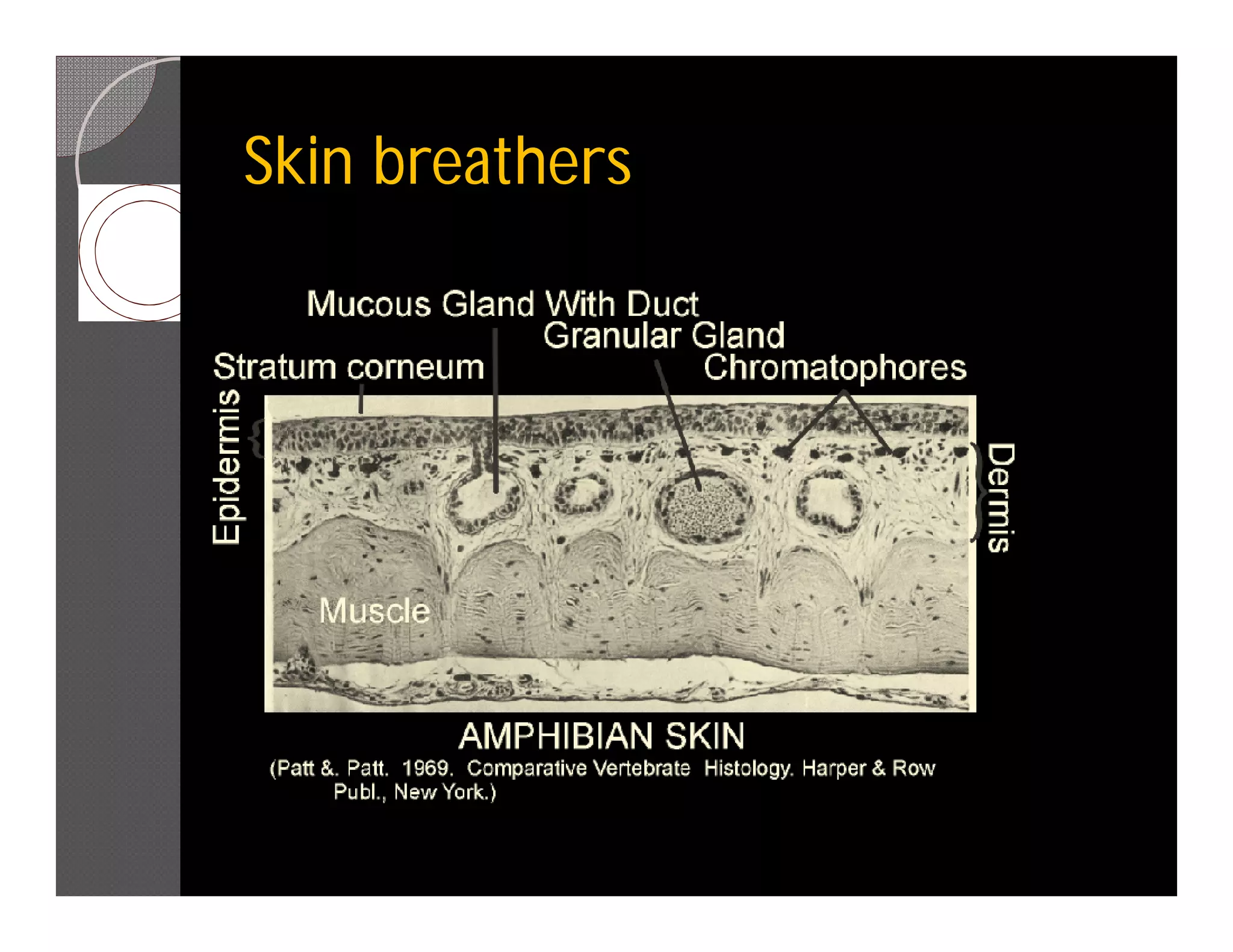 Skin breathers
 