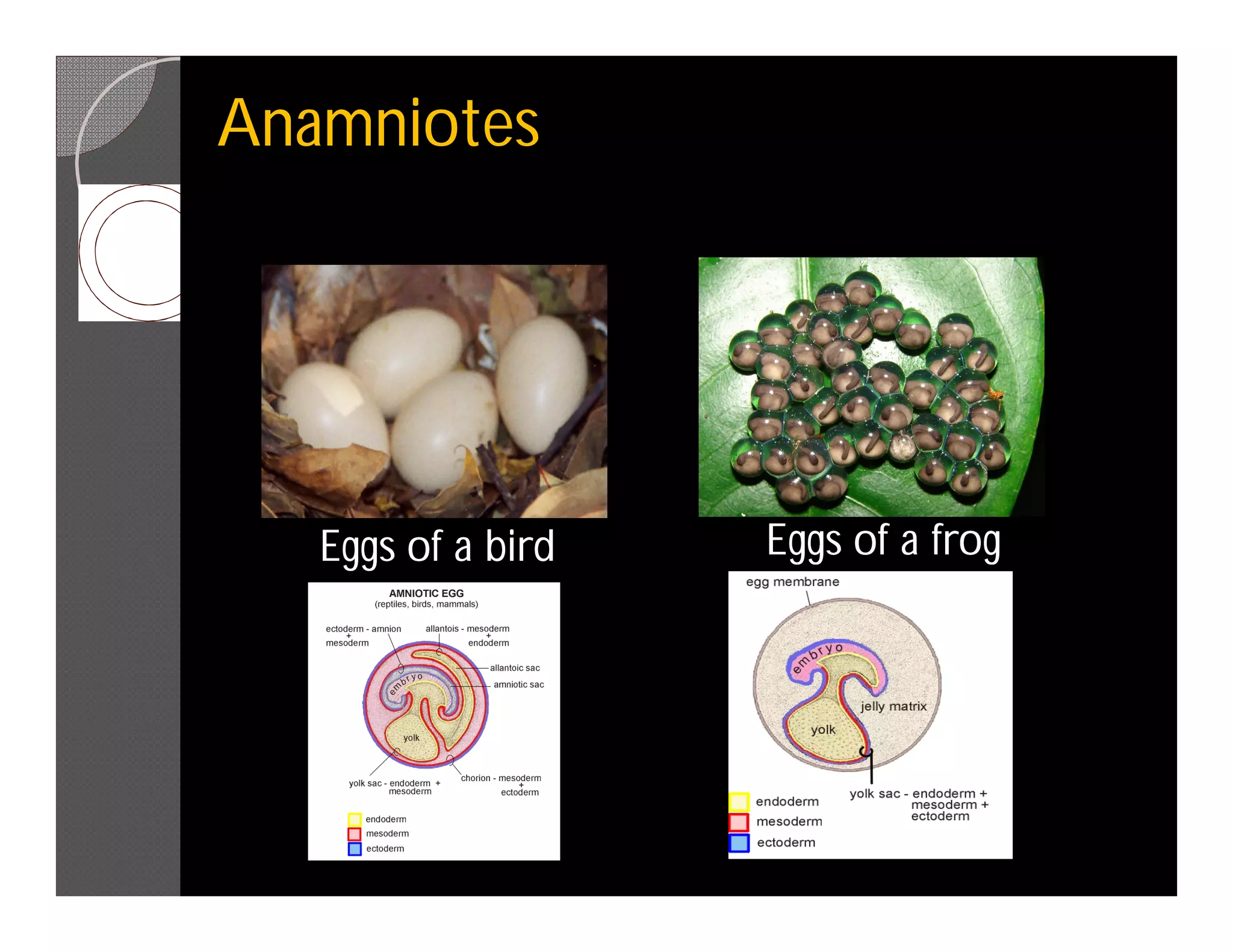 Anamniotes




   Eggs of a bird   Eggs of a frog
 