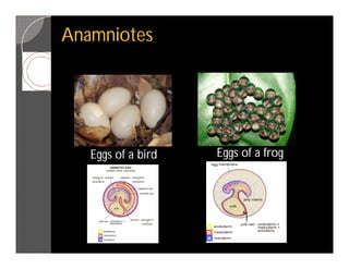 Taxonomic studies in India: Patterns, Processes, Causes and ...