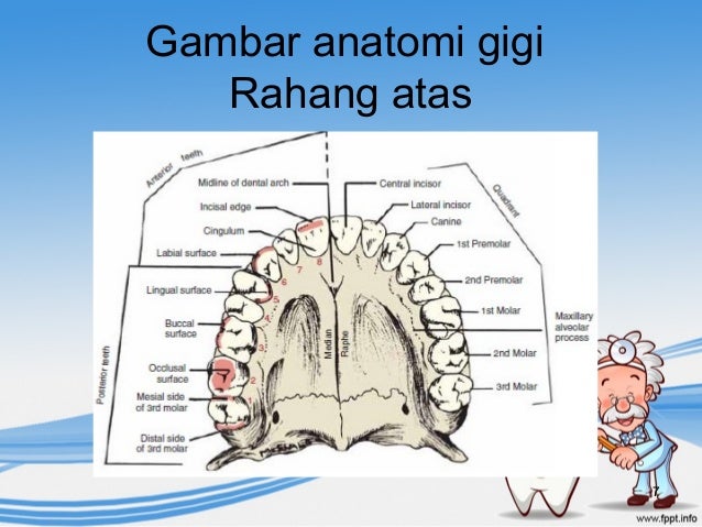 Taxonomi Nomenklatur Gigi Gambar Anatomi Rahang Atas 7