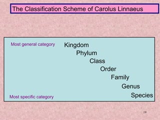 Kingdom Phylum Class Order Family Genus Species Most general category Most specific category The Classification Scheme of Carolus Linnaeus 