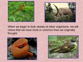 When we begin to look closely at other organisms, we will notice that we have more in common than we originally thought. 