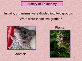 History of Taxonomy Initially, organisms were divided into two groups.  What were these two groups? Animals Plants 