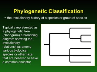 Phylogenetic Classification = the evolutionary history of a species or group of species Typically represented as a phylogenetic tree (cladogram)  a branching diagram showing the evolutionary relationships among various biological species or other taxa that are believed to have a common ancestor 