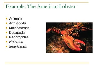 Taxonomy | PPT