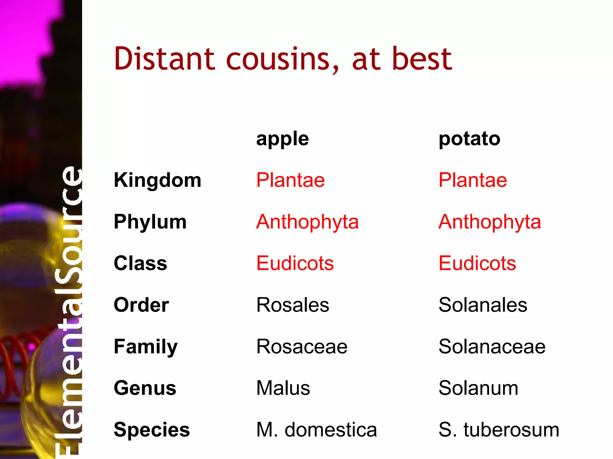 Distant cousins, at best

          apple          potato

Kingdom   Plantae        Plantae

Phylum    Anthophyta     Anthophyta

Class     Eudicots       Eudicots

Order     Rosales        Solanales

Family    Rosaceae       Solanaceae

Genus     Malus          Solanum

Species   M. domestica   S. tuberosum
 
