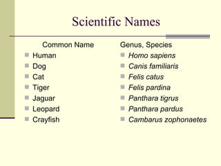 Scientific Names Common Name Human Dog Cat Tiger Jaguar Leopard Crayfish Genus, Species  Homo sapiens Canis familiaris Felis catus Felis pardina Panthara tigrus Panthara pardus Cambarus zophonaetes 