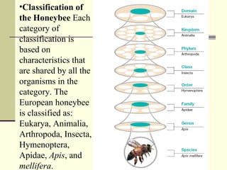 Classification of the Honeybee  Each category of classification is based on characteristics that are shared by all the organisms in the category. The European honeybee is classified as: Eukarya, Animalia, Arthropoda, Insecta, Hymenoptera, Apidae,  Apis , and  mellifera . 