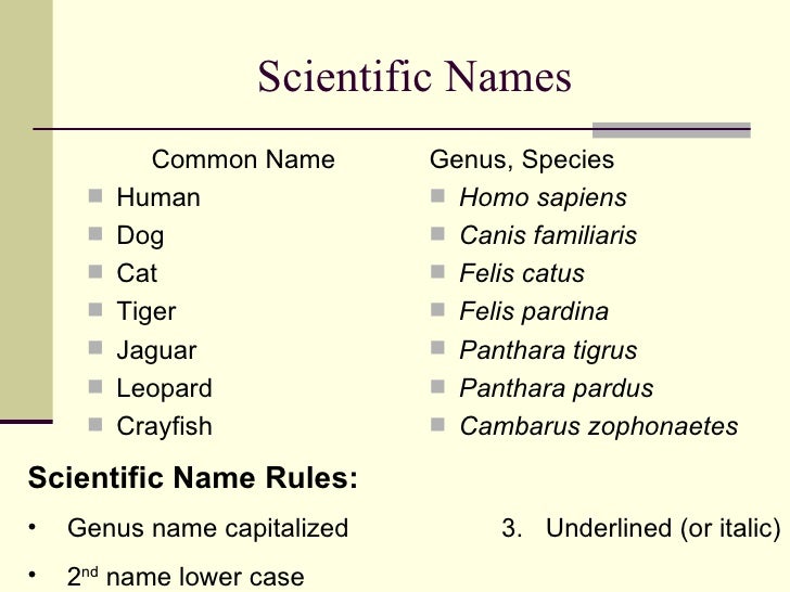 Taxonomy Taxonomy