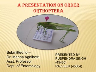 A PRESENTATION ON ORDER
ORTHOPTERA
Submitted to –
Dr. Menna Agnihotri
Asst. Professor
Dept. of Entomology
PRESENTED BY
PUSPENDRA SINGH
(45480)
RAJVEER (45664)
 