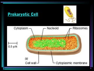 Prokaryotic Cell
 