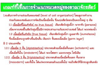 เกณฑ์ที่ใช้ในการจาแนกหมวดหมู่ของอาณาจักรสัตว์
1.ระดับการทางานร่วมกันของเซลล์ (level of cell organization) โดยดูการทางาน
ร่วมกันของเซลล์และการจัดเป็นเนื้อเยื่อนั้น ซึ่งแบ่งสัตว์ออกเป็นพวกใหญ่ ๆ คือ
1.1 เนื้อเยื่อที่ไม่แท้จริง( no true tissue) เรียกสัตว์กลุ่มนี้ว่า พาราซัว (parazoa)
เนื่องจากเซลล์ในสัตว์กลุ่มนี้ไม่มีการประสานงานกันระหว่างเซลล์ ได้แก่ พวกฟองน้า
1.2 เนื้อเยื่อที่แท้จริง (true tissue) เรียกสัตว์กลุ่มนี้ว่า ยูเมตาซัว (eumetazoa)
ซึ่งเนื้อเยื่อจะถูกสร้างขึ้นเป็นชั้น เรียกว่า ชั้นของเนื้อเยื่อ (germ layer)
มี 2 ประเภทคือ
1.2.1 เนื้อเยื่อ 2 ชั้น (diploblastica) ประกอบด้วยเนื้อเยื่อชั้นนอก (ectoderm) และ
เนื้อเยื่อชั้นใน (endoderm) ได้แก่ พวกไฮดรา แมงกะพรุน โอบีเลีย
1.2.2. เนื้อเยื่อ 3 ชั้น (triploblastica) ประกอบด้วยเนื้อเยื่อชั้นนอก ชั้นกลาง
(mesoderm) และชั้นใน ได้แก่พวกหนอนตัวแบนขึ้นไป จนถึงสัตว์ที่มีกระดูกสันหลัง
 