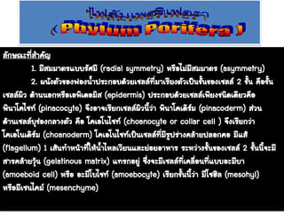 ลักษณะที่สาคัญ
1. มีสมมาตรแบบรัศมี (radial symmetry) หรือไม่มีสมมาตร (asymmetry)
2. ผนังตัวของฟองน้าประกอบด้วยเซลล์ที่มาเรียงตัวเป็นชั้นของเซลล์ 2 ชั้น คือชั้น
เซลล์ผิว ด้านนอกหรือเอพิเดอมิส (epidermis) ประกอบด้วยเซลล์เพียงชนิดเดียวคือ
พินาโคไซท์ (pinacocyte) จึงอาจเรียกเซลล์ผิวนี้ว่า พินาโคเดิร์ม (pinacoderm) ส่วน
ด้านเซลล์บุช่องกลางตัว คือ โคเอโนไซท์ (choanocyte or collar cell ) จึงเรียกว่า
โคเอโนเดิร์ม (choanoderm) โคเอโนไซท์เป็นเซลล์ที่มีรูปร่างคล้ายปลอกคอ มีแส้
(flagellum) 1 เส้นทาหน้าที่ให้น้าไหลเวียนและย่อยอาหาร ระหว่างชั้นของเซลล์ 2 ชั้นนี้จะมี
สารคล้ายวุ้น (gelatinous matrix) แทรกอยู่ ซึ่งจะมีเซลล์ที่เคลื่อนที่แบบอะมีบา
(amoeboid cell) หรือ อะมีโบไซท์ (amoebocyte) เรียกชั้นนี้ว่า มีโซฮิล (mesohyl)
หรือมีเซนไคม์ (mesenchyme)
 