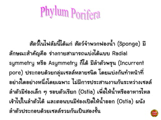 สัตว์ในไฟลัมนี้ได้แก่ สัตว์จาพวกฟองน้า (Sponge) มี
ลักษณะสาคัญคือ ร่างกายสามารถแบ่งได้แบบ Radial
symmetry หรือ Asymmetry ก็ได้ มีลาตัวพรุน (Incurrent
pore) ประกอบด้วยกลุ่มเซลล์หลายชนิด โดยแบ่งกันทาหน้าที่
อย่างใดอย่างหนึ่งโดยเฉพาะ ไม่มีการประสานงานกันระหว่างเซลล์
ลาตัวมีช่องเล็ก ๆ รอบตัวเรียก (Ostia) เพื่อให้น้าหรืออาหารไหล
เข้าไปในลาตัวได้ และตอนบนมีช่องเปิดให้น้าออก (Ostia) ผนัง
ลาตัวประกอบด้วยเซลล์รวมกันเป็นสองชั้น
 