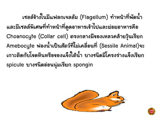 เซลล์ข้างในมีแฟลกเจลลัม (Flagellum) ทาหน้าที่พัดน้า
และมีเซลล์พิเศษที่ทาหน้าที่ดูดอาหารเข้าไปและย่อยอาหารคือ
Choanocyte (Collar cell) ตรงกลางมีของเหลวคล้ายวุ้นเรียก
Amebocyte ฟองน้าเป็นสัตว์ที่ไม่เคลื่อนที่ (Sessile Animal)จะ
เกาะติดกับโขดหินหรือของแข็งใต้น้า บางชนิดมีโครงร่างแข็งเรียก
spicule บางชนิดอ่อนนุ่มเรียก spongin
 