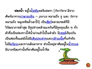 ฟองน้า อยู่ในไฟลัมพอริเฟอรา (Porifera มีราก
ศัพท์มาจากภาษาละติน – porus หมายถึง รู และ ferre
หมายถึง พยุงหรือค้าเอาไว้) เป็นสัตว์หลายเซลล์ที่มี
วิวัฒนาการต่าสุด มีรูปร่างคล้ายแจกันที่มีรูพรุนเล็ก ๆ ทั่ว
ตัวซึ่งเป็นช่องทางให้น้าผ่านเข้าไปในลาตัว มีเซลล์เรียงกัน
เป็นสองชั้นแต่ยังไม่มีเส้นประสาทและกล้ามเนื้อที่แท้จริง
ไม่มีอวัยวะและทางเดินอาหาร ส่วนใหญ่อาศัยอยู่ในน้าทะเล
มีบางชนิดเท่านั้นที่อาศัยอยู่ในน้าจืด
 
