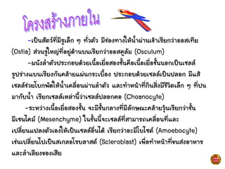 -เป็นสัตว์ที่มีรูเล็ก ๆ ทั่วตัว มีช่องทางให้น้าผ่านเข้าเรียกว่าออสเทีย
(Ostia) ส่วนรูใหญ่ที่อยู่ด้านบนเรียกว่าออสคูลัม (Osculum)
-ผนังลาตัวประกอบด้วยเนื้อเยื่อสองชั้นคือเนื้อเยื่อชั้นนอกเป็นเซลล์
รูปร่างแบนเรียงกันคล้ายแผ่นกระเบื้อง ประกอบด้วยเซลล์เป็นปลอก มีแส้
เซลล์ช่วยโบกพัดให้น้าเคลื่อนผ่านลาตัว และทาหน้าที่กินสิ่งมีชีวิตเล็ก ๆ ที่ปน
มากับน้า เรียกเซลล์เหล่านี้ว่าเซลล์ปลอกคอ (Choanocyte)
-ระหว่างเนื้อเยื่อสองชั้น จะมีชั้นกลางที่มีลักษณะคล้ายวุ้นเรียกว่าชั้น
มีเซนไคม์ (Mesenchyme) ในชั้นนี้จะเซลล์ที่สามารถเคลื่อนที่และ
เปลี่ยนแปลงตัวเองให้เป็นเซลล์อื่นได้ เรียกว่าอะมีโบไซต์ (Amoebocyte)
เช่นเปลี่ยนไปเป็นสเกลอโรบลาสต์ (Scleroblast) เพื่อทาหน้าที่ขนส่งอาหาร
และลาเลียงของเสีย
 