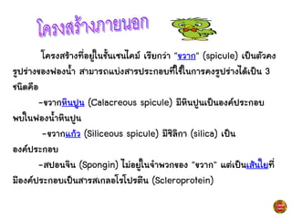 โครงสร้างที่อยู่ในชั้นเซนไคม์ เรียกว่า "ขวาก" (spicule) เป็นตัวคง
รูปร่างของฟองน้า สามารถแบ่งสารประกอบที่ใช้ในการคงรูปร่างได้เป็น 3
ชนิดคือ
-ขวากหินปูน (Calacreous spicule) มีหินปูนเป็นองค์ประกอบ
พบในฟองน้าหินปูน
-ขวากแก้ว (Siliceous spicule) มีซิลิกา (silica) เป็น
องค์ประกอบ
-สปอนจิน (Spongin) ไม่อยู่ในจาพวกของ "ขวาก" แต่เป็นเส้นใยที่
มีองค์ประกอบเป็นสารสเกลอโรโปรตีน (Scleroprotein)
 