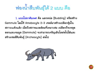 1. แบบไม่อาศัยเพศ คือ แตกหน่อ (Budding) หรือสร้าง
Gemmule โดยใช้ Amebocyte 2-3 เซลล์มาสร้างเปลือกหุ้มใน
สภาวะแห้งแล้ง เมื่อถึงสภาพแวดล้อมที่เหมาะสม เปลือกก็จะหลุด
ออกและเจมมูล (Gemmule) จะสามารถเจริญเติบโตต่อไปได้และ
สร้างเซลล์สืบพันธุ์ (Archeocyte) ต่อไป
 