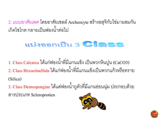 2. แบบอาศัยเพศ โดยอาศัยเซลล์ Archeocyte สร้างอสุจิกับไข่มาผสมกัน
เกิดไซโกต กลายเป็นฟองน้้าต่อไป
1. Class Calcarea ได้แก่ฟองน้้าที่มีแกนแข็ง เป็นพวกหินปูน (CaCO3)
2. Class Hexactinellida ได้แก่ฟองน้้าที่มีแกนแข็งเป็นพวกแก้วหรือทราย
(Silica)
3. Class Demospongiae ได้แด่ฟองน้้าถูตัวที่มีแกนอ่อนนุ่ม ประกอบด้วย
สารประเภท Scleroprotien
 