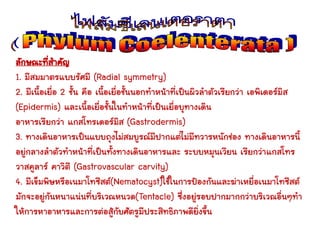 ลักษณะที่สาคัญ
1. มีสมมาตรแบบรัศมี (Radial symmetry)
2. มีเนื้อเยื่อ 2 ชั้น คือ เนื้อเยื่อชั้นนอกทาหน้าที่เป็นผิวลาตัวเรียกว่า เอพิเดอร์มิส
(Epidermis) และเนื้อเยื่อชั้นในทาหน้าที่เป็นเยื่อบุทางเดิน
อาหารเรียกว่า แกสโทรเดอร์มิส (Gastrodermis)
3. ทางเดินอาหารเป็นแบบถุงไม่สมบูรณ์มีปากแต่ไม่มีทวารหนักช่อง ทางเดินอาหารนี้
อยู่กลางลาตัวทาหน้าที่เป็นทั้งทางเดินอาหารและ ระบบหมุนเวียน เรียกว่าแกสโทร
วาสคูลาร์ คาวิตี (Gastrovascular carvity)
4. มีเข็มพิษหรือเนมาโทซีสต์(Nematocyst)ใช้ในการป้องกันและฆ่าเหยื่อเนมาโทซีสต์
มักจะอยู่กันหนาแน่นที่บริเวณหนวด(Tentacle) ซึ่งอยู่รอบปากมากกว่าบริเวณอื่นๆทา
ให้การหาอาหารและการต่อสู้กับศัตรูมีประสิทธิภาพดียิ่งขึ้น
 
