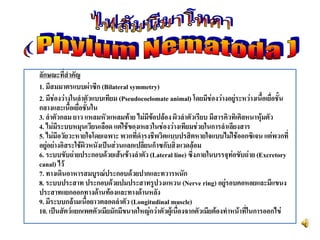 ลักษณะที่สาคัญ
1. มีสมมาตรแบบผ่าซีก (Bilateral symmetry)
2. มีช่องว่างในลาตัวแบบเทียม (Pseudocoelomate animal) โดยมีช่องว่างอยู่ระหว่างเนื้อเยื่อชั้น
กลางและเนื้อเยื่อชั้นใน
3. ลาตัวกลม ยาว แหลมหัวแหลมท้าย ไม่มีข้อปล้อง ผิวลาตัวเรียบ มีสารคิวทิเคิลหนาหุ้มตัว
4. ไม่มีระบบหมุนเวียนเลือด แต่ใช้ของเหลวในช่องว่างเทียมช่วยในการลาเลียงสาร
5. ไม่มีอวัยวะหายใจโดยเฉพาะ พวกที่ดารงชีพวิตแบบปรสิตหายใจแบบไม่ใช้ออกซิเจน แต่พวกที่
อยู่อย่างอิสระใช้ผิวหนังเป็นส่วนแลกเปลี่ยนก็าซกับสิ่งแวดล้อม
6. ระบบขับถ่ายประกอบด้วยเส้นข้างลาตัว (Lateral line) ซึ่งภายในบรรจุท่อขับถ่าย (Excretory
canal) ไว้
7. ทางเดินอาหารสมบูรณ์ประกอบด้วยปากและทวารหนัก
8. ระบบประสาท ประกอบด้วยปมประสาทรูปวงแหวน (Nerve ring) อยู่รอบคอหอยและมีแขนง
ประสาทแยกออกทางด้านท้องและทางด้านหลัง
9. มีระบบกล้ามเนื้อยาวตลอดลาตัว (Longitudinal muscle)
10. เป็นสัตว์แยกเพศตัวเมียมักมีขนาดใหญ่กว่าตัวผู้เนื่องจากตัวเมียต้องทาหน้าที่ในการออกไข่
 
