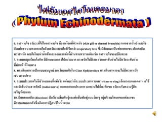 6. การหายใจ อวัยวะที่ใช้ในการหายใจ คือ เหงือกที่ผิวหนัง (skin gill or dermal branchia) นอกจากนั้นยังหายใจ
ด้วยท่อขา บางพวกหายใจด้วยอวัยวะหายใจที่เรียกว่า respiratory tree ซึ่งมีลักษณะเป็นท่อแตกแขนงติดต่อกับ
ทวารหนัก หายใจโดยนาน้าเข้าและออกจากท่อนี้ผ่านทางทวารหนัก เช่น การหายใจของปลิงทะเล
7. ระบบหมุนเวียนโลหิต มีลักษณะลดลงไปอย่างมาก บางชนิดไม่มีเลย ส่วนการขับถ่ายไม่มีอวัยวะขับถ่าย
ที่ทาหน้าที่โดยตรง
8. ทางเดินอาหารเป็นแบบสมบูรณ์ ยกเว้นสมาชิกใน Class Ophiuroidea ทางเดินอาหารจะไม่มีทวารหนัก
เช่น ดาวเปราะ
9. ระบบประสาทไม่มีส่วนสมองที่แท้จริง แต่พบว่ามีระบบประสาทวงแหวน (nerve ring) ล้อมรอบหลอดอาหารไว้
และมีเส้นประสาทรัศมี (radial nerve) แยกออกจากประสาทวงแหวนไปเลี้ยงที่แขน อวัยวะรับความรู้สึก
เจริญน้อยมาก
10. มีเพศแยกกัน (dioecious) มีอวัยวะสืบพันธุ์และท่อสืบพันธุ์แบบง่าย ๆ อยู่บริเวณโคนแขนแต่ละแขน
มีการผสมนอกตัวซึ่งเกิดการปฏิสนธิในน้าทะเล
 