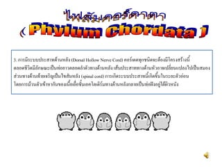 3. การมีระบบประสาทด้านหลัง (Dorsal Hollow Nerve Cord) คอร์เดตทุกชนิดจะต้องมีโครงสร้างนี้
ตลอดชีวิตมีลักษณะเป็นท่อยาวตลอดลาตัวทางด้านหลัง เส้นประสาททางด้านหัวอาจเปลี่ยนแปลงไปเป็นสมอง
ส่วนทางด้านท้ายเจริญเป็นไขสันหลัง (spinal cord) การเกิดระบบประสาทนี้เกิดขึ้นในระยะตัวอ่อน
โดยการม้วนตัวเข้าหากันของเนื้อเยื่อชั้นเอคโตเดิร์มทางด้านหลังกลายเป็นท่อฝังอยู่ใต้ผิวหนัง
 