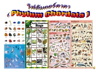 Taxonomy(อนุกรมวิทฐาน)