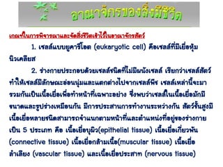 เกณฑ์ในการพิจารณาและจัดสิ่งชีวิตเข้าไว้ในอาณาจักรสัตว์
1. เซลล์แบบยูคาริโอต (eukaryotic cell) คือเซลล์ที่มีเยื่อหุ้ม
นิวเคลียส
2. ร่างกายประกอบด้วยเซลล์ชนิดที่ไม่มีผนังเซลล์ เรียกว่าเซลล์สัตว์
ทาให้เซลล์มีลักษณะอ่อนนุ่มและแตกต่างไปจากเซลล์พืช เซลล์เหล่านี้จะมา
รวมกันเป็นเนื้อเยื่อเพื่อทาหน้าที่เฉพาะอย่าง ซึ่งพบว่าเซลล์ในเนื้อเยื่อมักมี
ขนาดและรูปร่างเหมือนกัน มีการประสานการทางานระหว่างกัน สัตว์ชั้นสูงมี
เนื้อเยื่อหลายชนิดสามารถจาแนกตามหน้าที่และตาแหน่งที่อยู่ของร่างกาย
เป็น 5 ประเภท คือ เนื้อเยื่อบุผิว(epithelial tissue) เนื้อเยื่อเกี่ยวพัน
(connective tissue) เนื้อเยื่อกล้ามเนื้อ(muscular tissue) เนื้อเยื่อ
ลาเลียง (vascular tissue) และเนื้อเยื่อประสาท (nervous tissue)
 