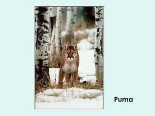 Puma 
 