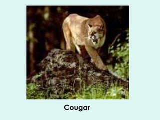 Cougar 
 