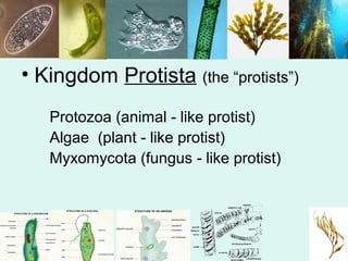 • Kingdom Protista (the “protists”) 
Protozoa (animal - like protist) 
Algae (plant - like protist) 
Myxomycota (fungus - like protist) 
 