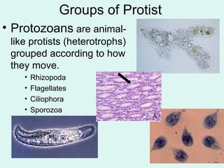 Groups of Protist 
• Protozoans are animal-like 
protists (heterotrophs) 
grouped according to how 
they move. 
• Rhizopoda 
• Flagellates 
• Ciliophora 
• Sporozoa 
 