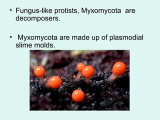 • Fungus-like protists, Myxomycota are 
decomposers. 
• Myxomycota are made up of plasmodial 
slime molds. 
 