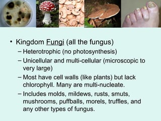 • Kingdom Fungi (all the fungus) 
– Heterotrophic (no photosynthesis) 
– Unicellular and multi-cellular (microscopic to 
very large) 
– Most have cell walls (like plants) but lack 
chlorophyll. Many are multi-nucleate. 
– Includes molds, mildews, rusts, smuts, 
mushrooms, puffballs, morels, truffles, and 
any other types of fungus. 
 