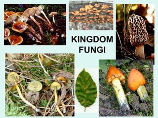 KINGDOM 
FUNGI 
 