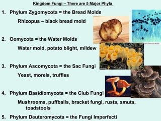 Kingdom Fungi – There are 5 Major Phyla 
1. Phylum Zygomycota = the Bread Molds 
Rhizopus – black bread mold 
2. Oomycota = the Water Molds 
Water mold, potato blight, mildew 
3. Phylum Ascomycota = the Sac Fungi 
Yeast, morels, truffles 
4. Phylum Basidiomycota = the Club Fungi 
Mushrooms, puffballs, bracket fungi, rusts, smuts, 
toadstools 
5. Phylum Deuteromycota = the Fungi Imperfecti 
 