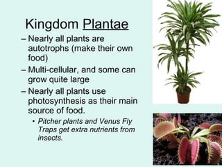 Kingdom Plantae 
– Nearly all plants are 
autotrophs (make their own 
food) 
– Multi-cellular, and some can 
grow quite large 
– Nearly all plants use 
photosynthesis as their main 
source of food. 
• Pitcher plants and Venus Fly 
Traps get extra nutrients from 
insects. 
 