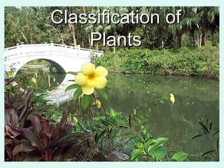 CCllaassssiiffiiccaattiioonn ooff 
PPllaannttss 
 