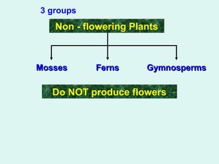 3 groups 
Non - flowering Plants 
MMoosssseess FFeerrnnss GGyymmnnoossppeerrmmss 
Do NOT produce flowers 
 