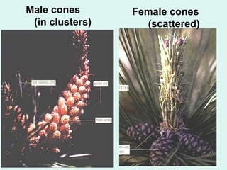 Male cones 
(in clusters) 
Female cones 
(scattered) 
 