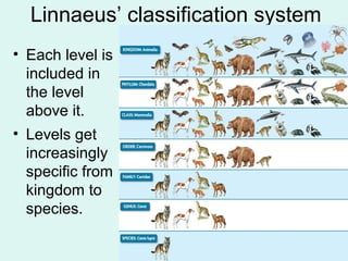 Linnaeus’ classification system 
• Each level is 
included in 
the level 
above it. 
• Levels get 
increasingly 
specific from 
kingdom to 
species. 
 